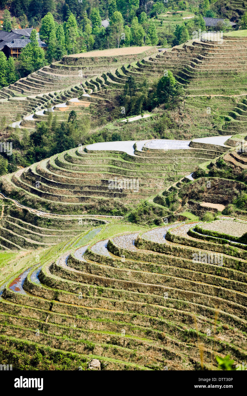 longji rice terraces Stock Photo