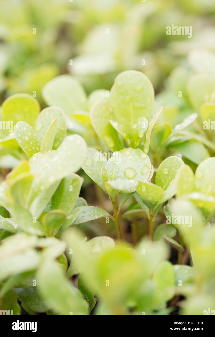Close up of wet green leaf with droplets of water Stock Photo