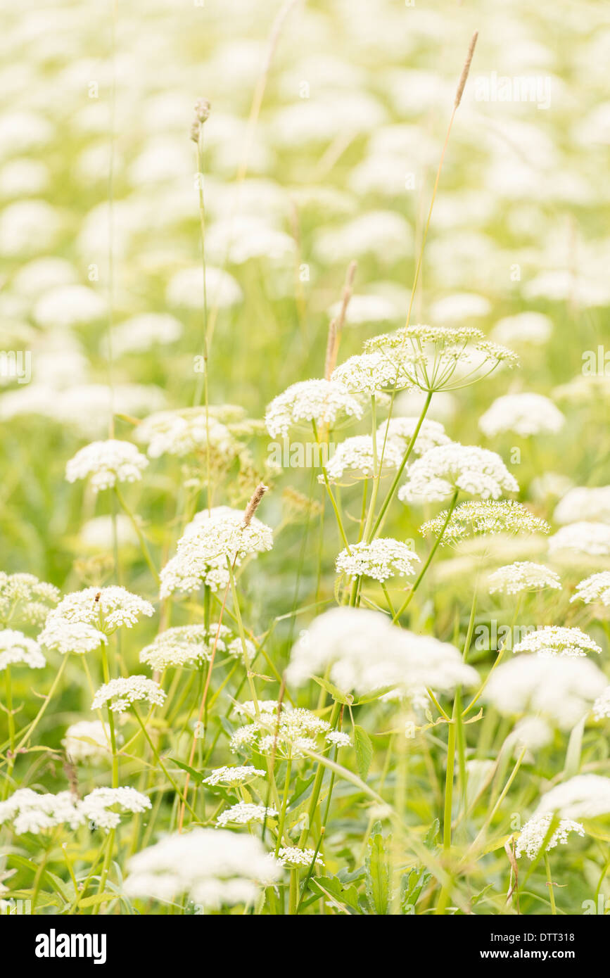 Tranquil summer nature scene with field of white flowers. Stock Photo