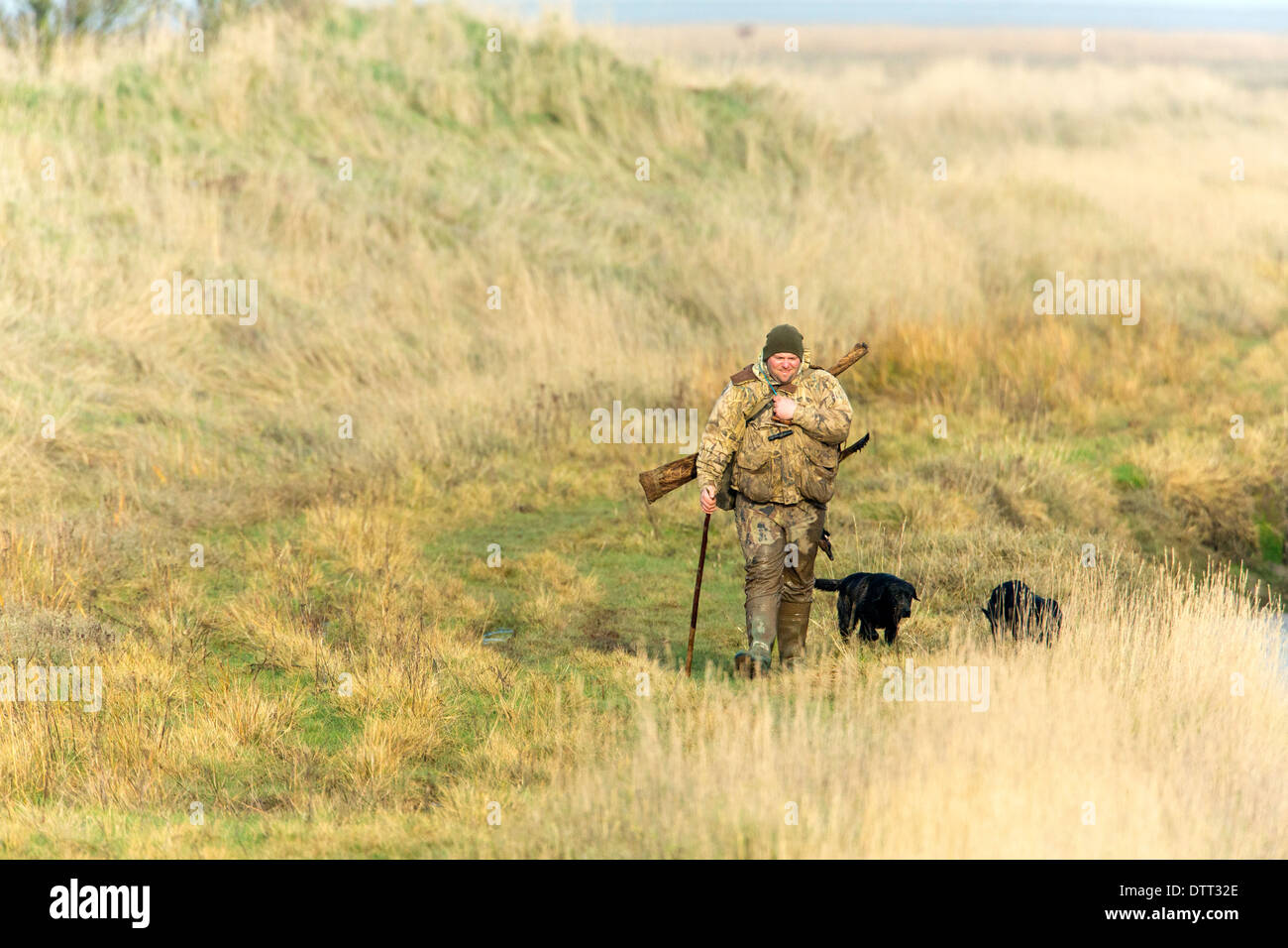 Wildfowler walking over salt marsh with dog and huge canada goose over his shoulder. 1 of 5 images taken. Stock Photo