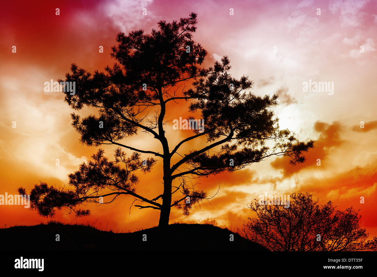 Bold tree hi-res stock photography and images - Alamy
