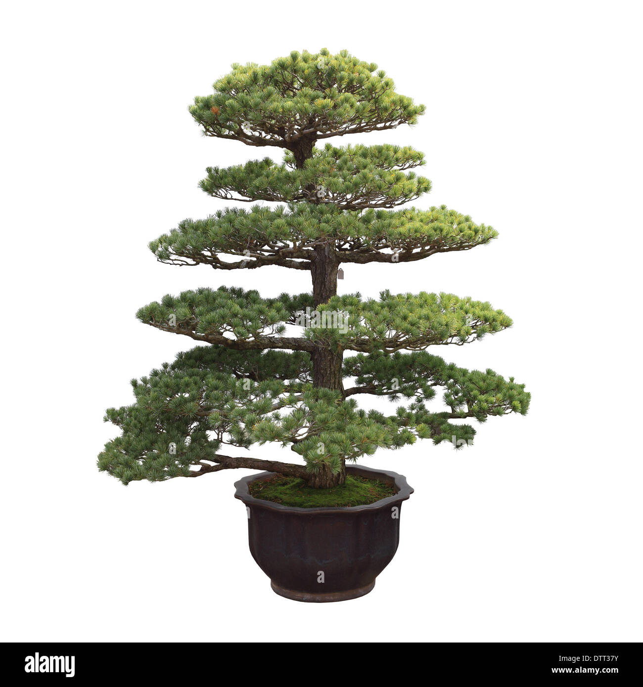 big bonsai pine Stock Photo