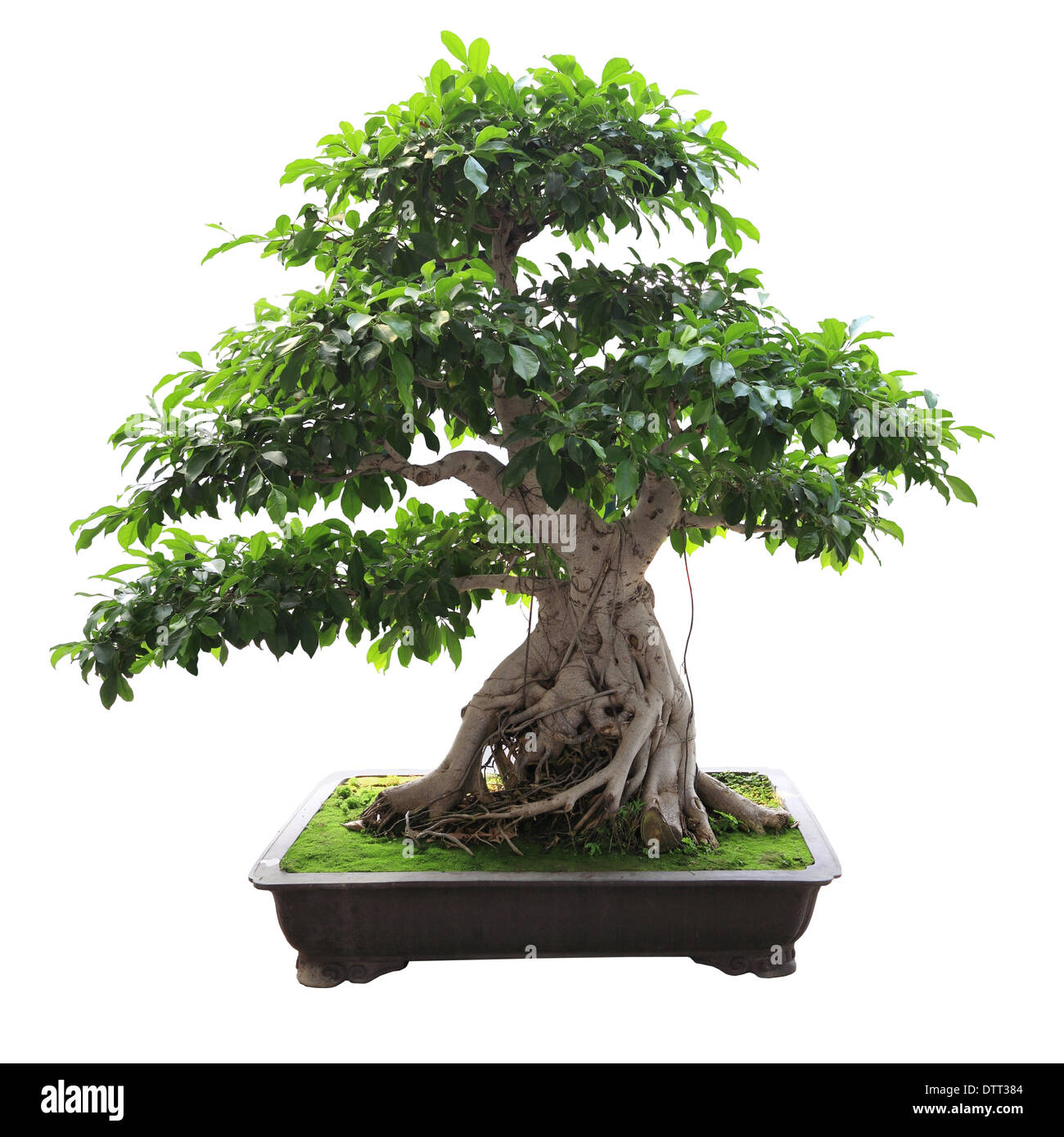 bonsai banyan tree Stock Photo Alamy
