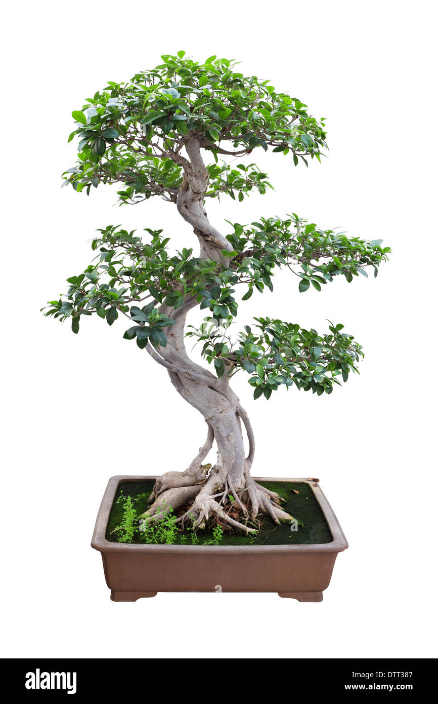 bonsai banyan tree Stock Photo Alamy