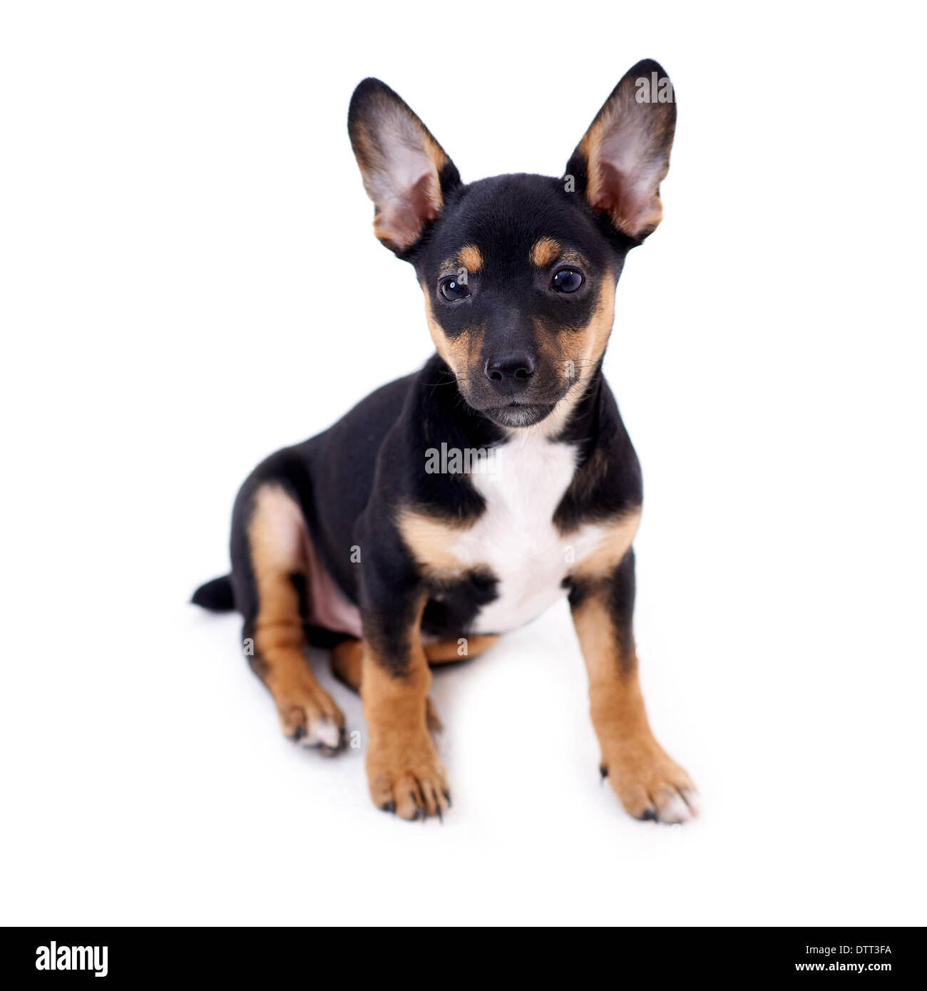 Young black coat puppy dog isolated on white Stock Photo