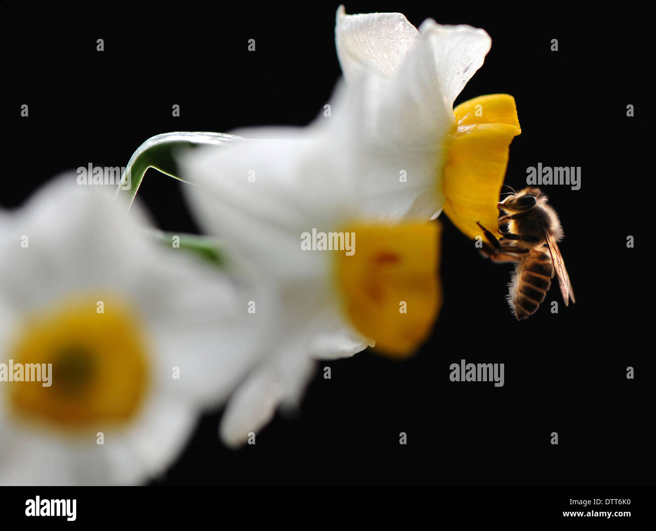 Chengdu. 28th Jan, 2014. The file photo taken on Jan. 28, 2014 shows a bee collecting honey among daffodil flowers in Chengdu, capital of southwest China's Sichuan Province. The Chengdu Plain is a primary base for China's apiculture industry. Now this industry is in a bloom thanks to the warm winter in 2013. © Xiong Xiaoli/Xinhua/Alamy Live News Stock Photo