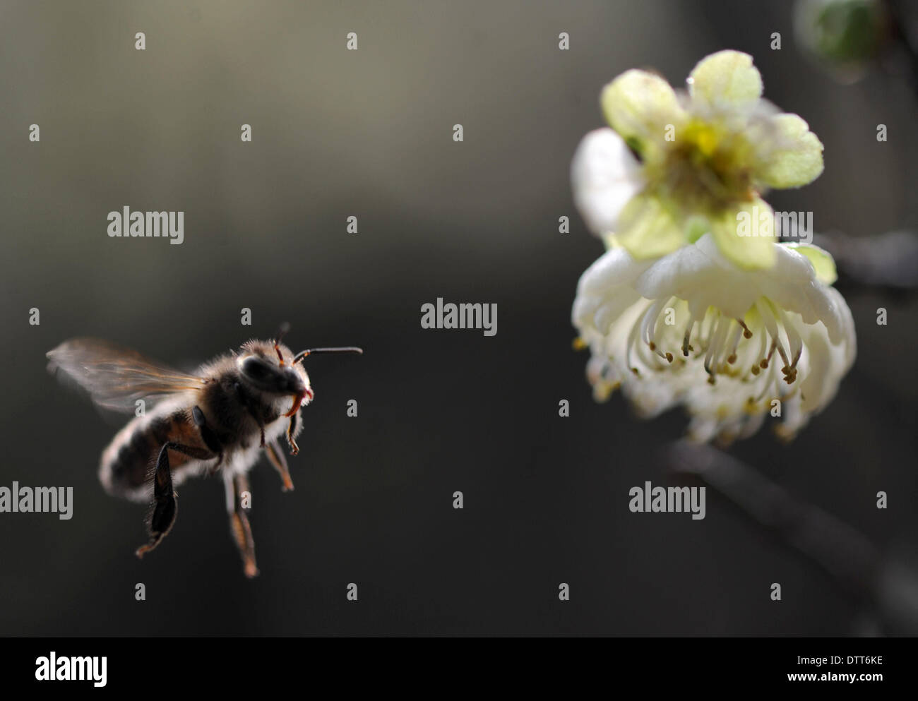 Chengdu. 1st Feb, 2014. The file photo taken on Feb. 1, 2014 shows a bee collecting honey among plum flowers in Chengdu, capital of southwest China's Sichuan Province. The Chengdu Plain is a primary base for China's apiculture industry. Now this industry is in a bloom thanks to the warm winter in 2013. © Xiong Xiaoli/Xinhua/Alamy Live News Stock Photo