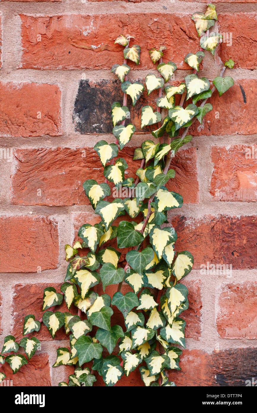 Variegated English ivy (Hedera Helix) creeps up a red brick wall, England, UK Stock Photo