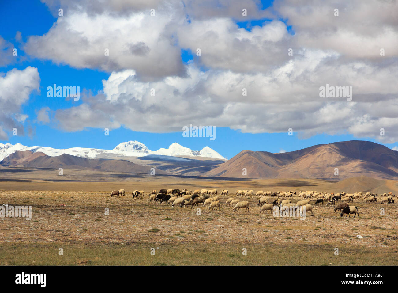 Sheep on Tibetan plateau on the grassland with snowy peaks of the Himalayas in the background Stock Photo