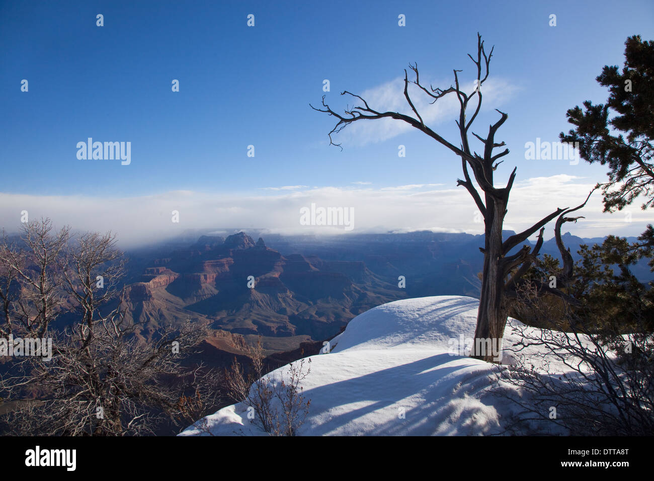 Grand Canyon with a dead tree and the last winter snow in foreground in early morning sunlight, Arizona, USA Stock Photo