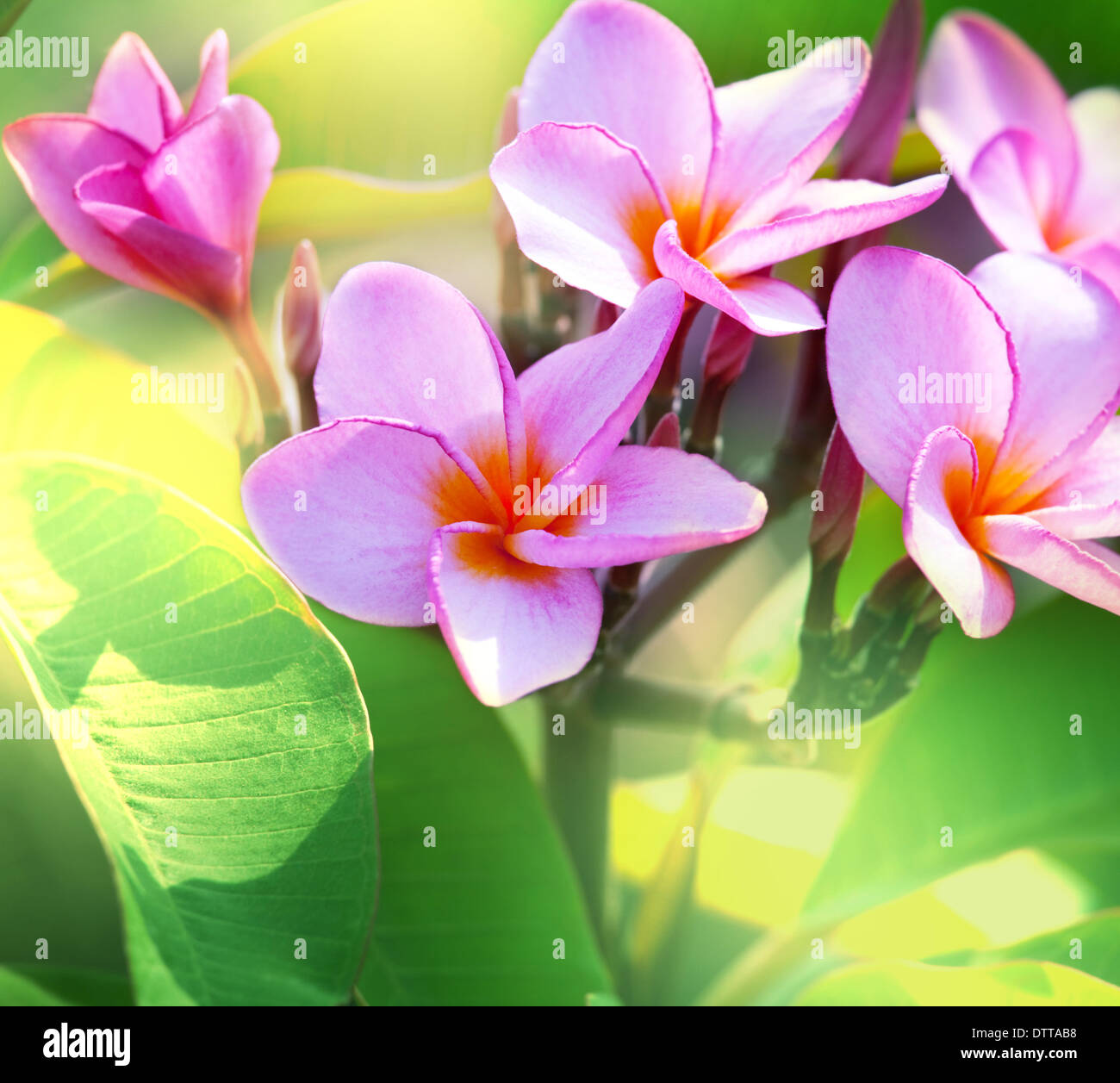 Hawaiian flowers in hawaii hi-res stock photography and images - Alamy
