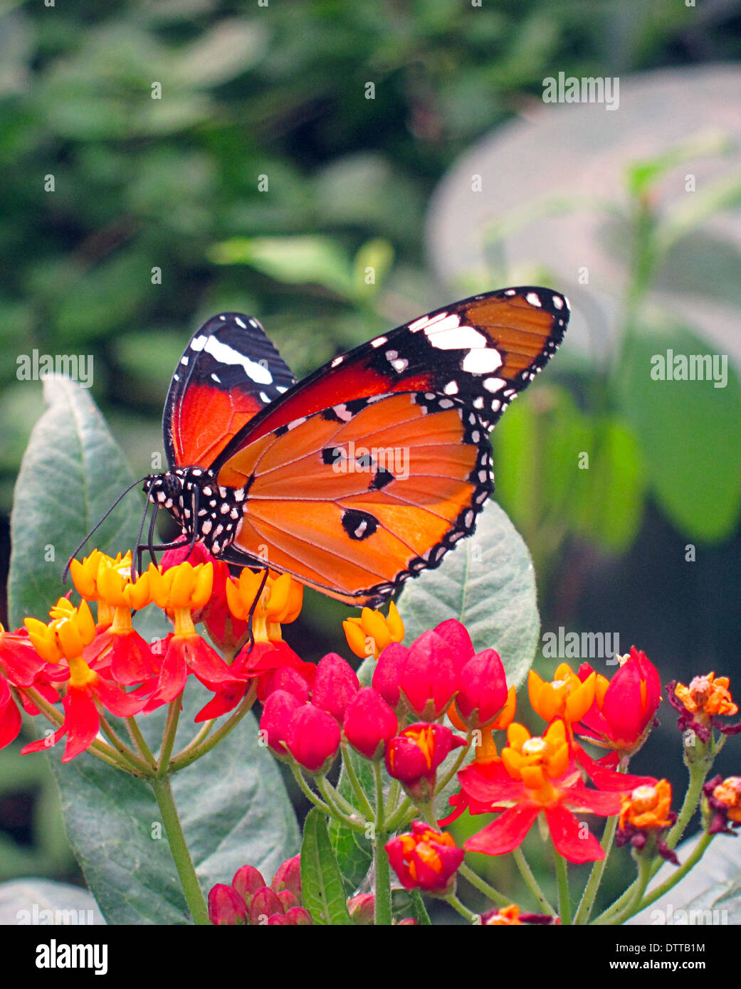 Monarch Butterfly perched on flowers Stock Photo
