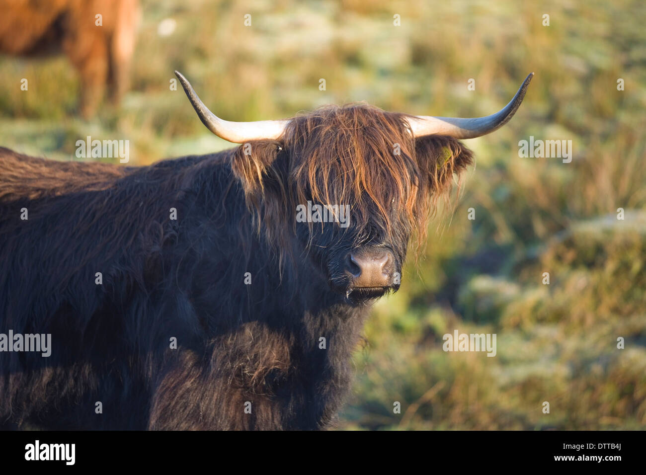 LARGE BLACK HIGHLAND COW by LIVING NATURE