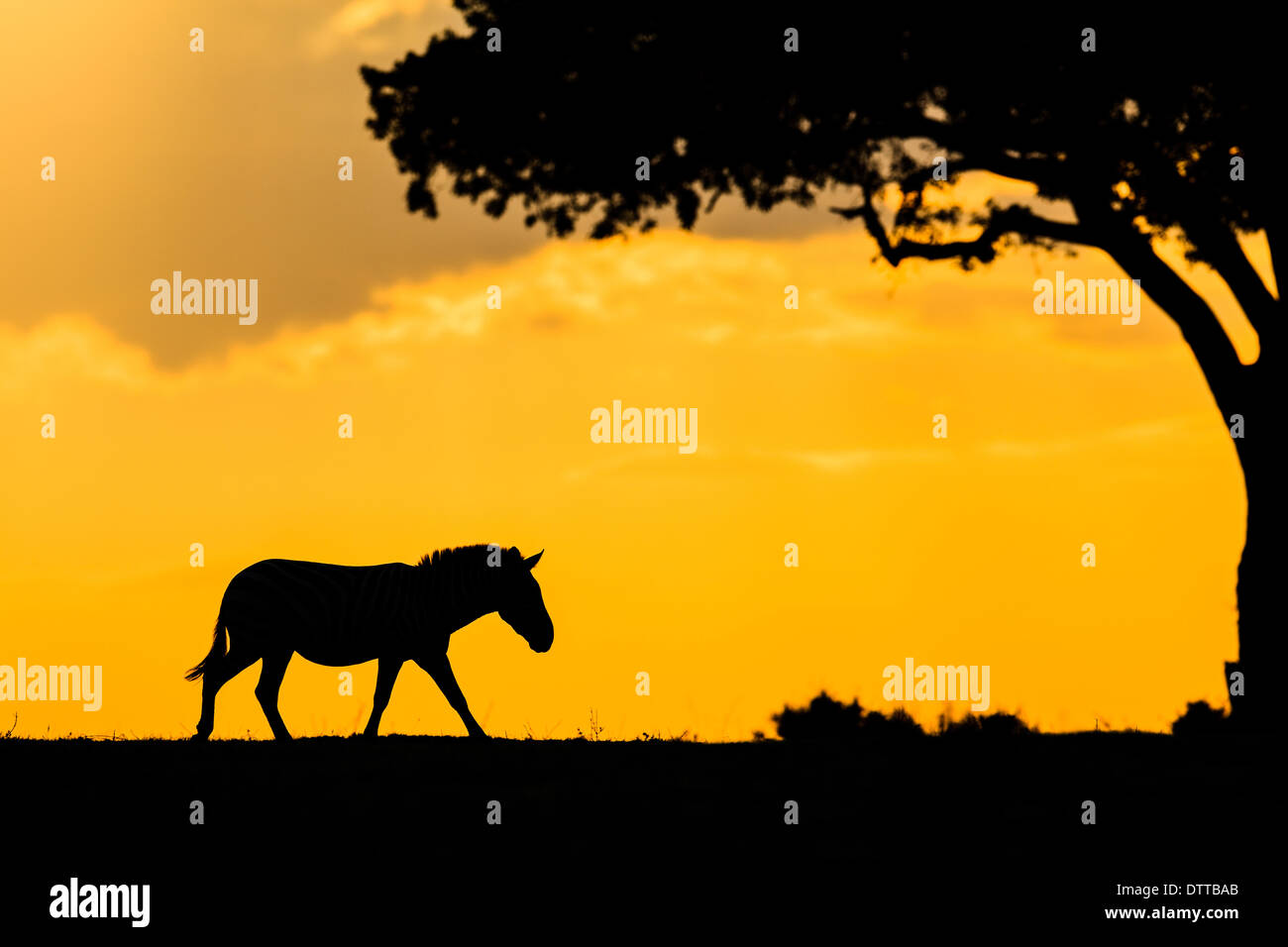 Zebra silhouette hi-res stock photography and images - Alamy