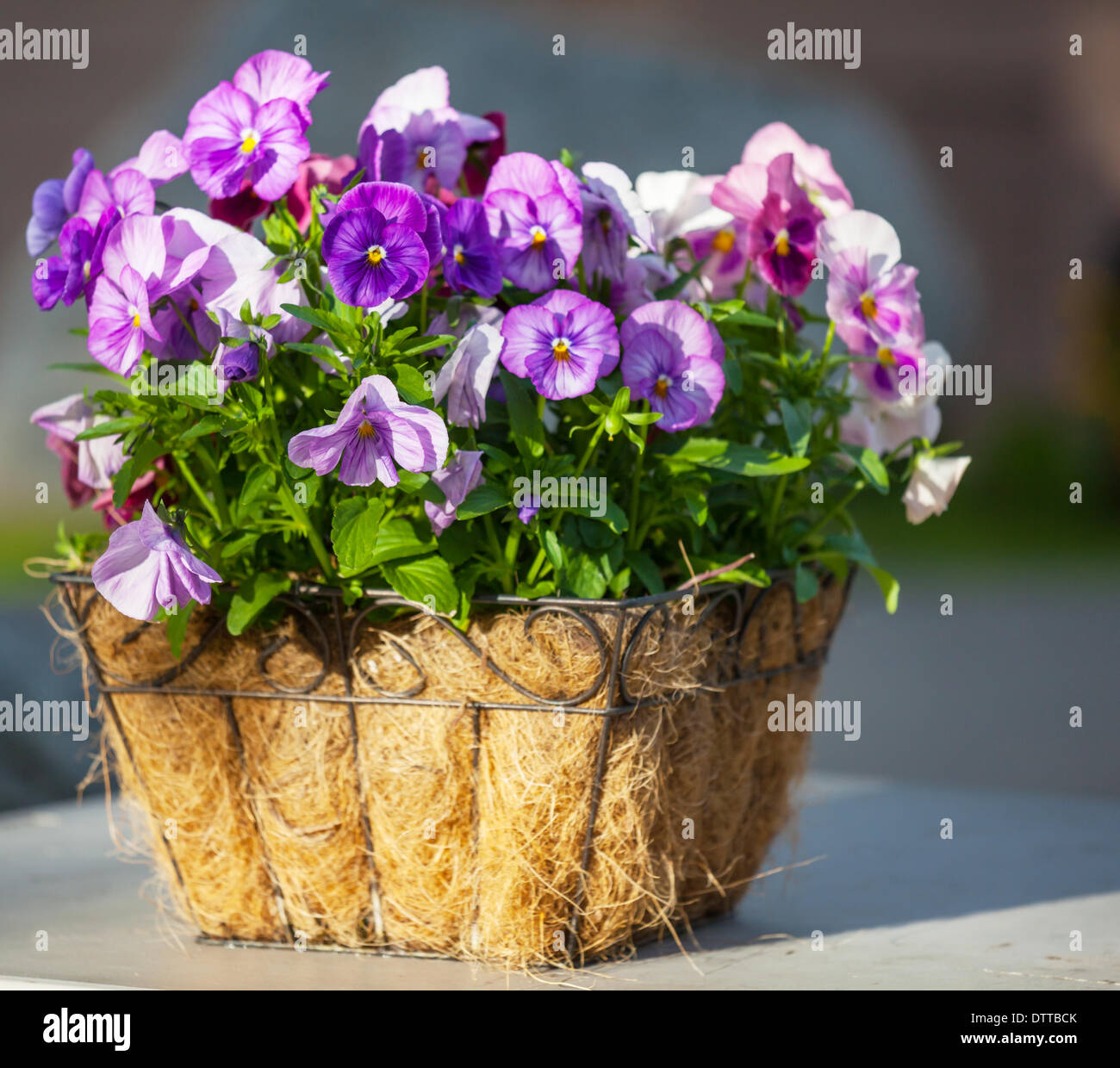Flowers in pot Stock Photo Alamy