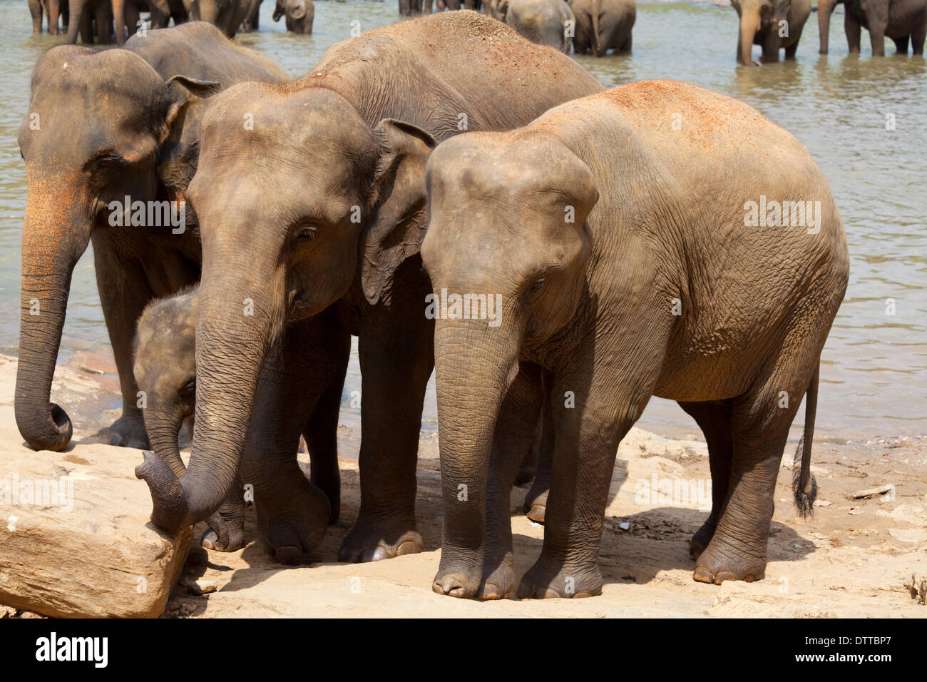 Elephant on sri lanka hi-res stock photography and images - Alamy