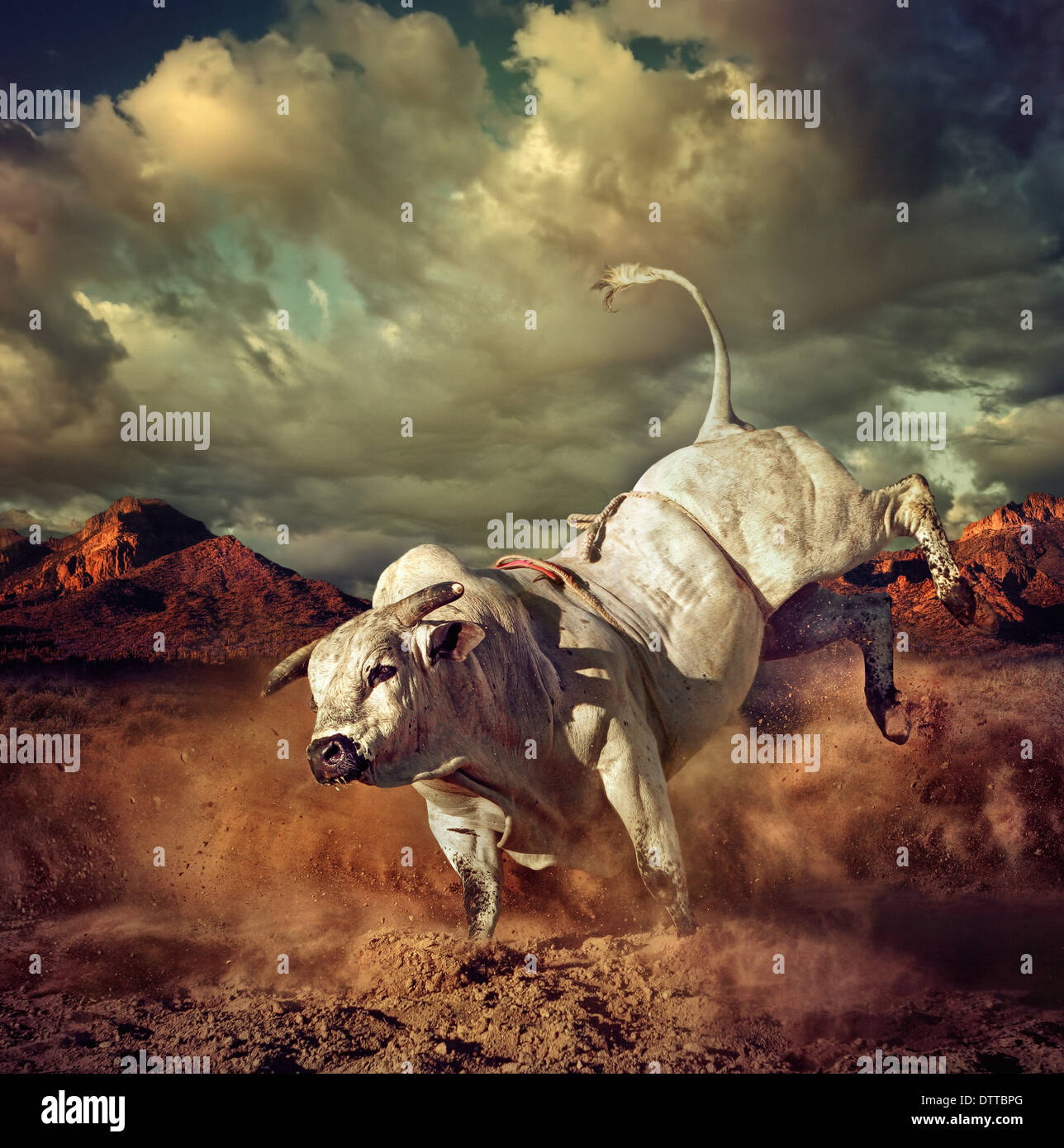Bucking bull kicking dirt in desert Stock Photo