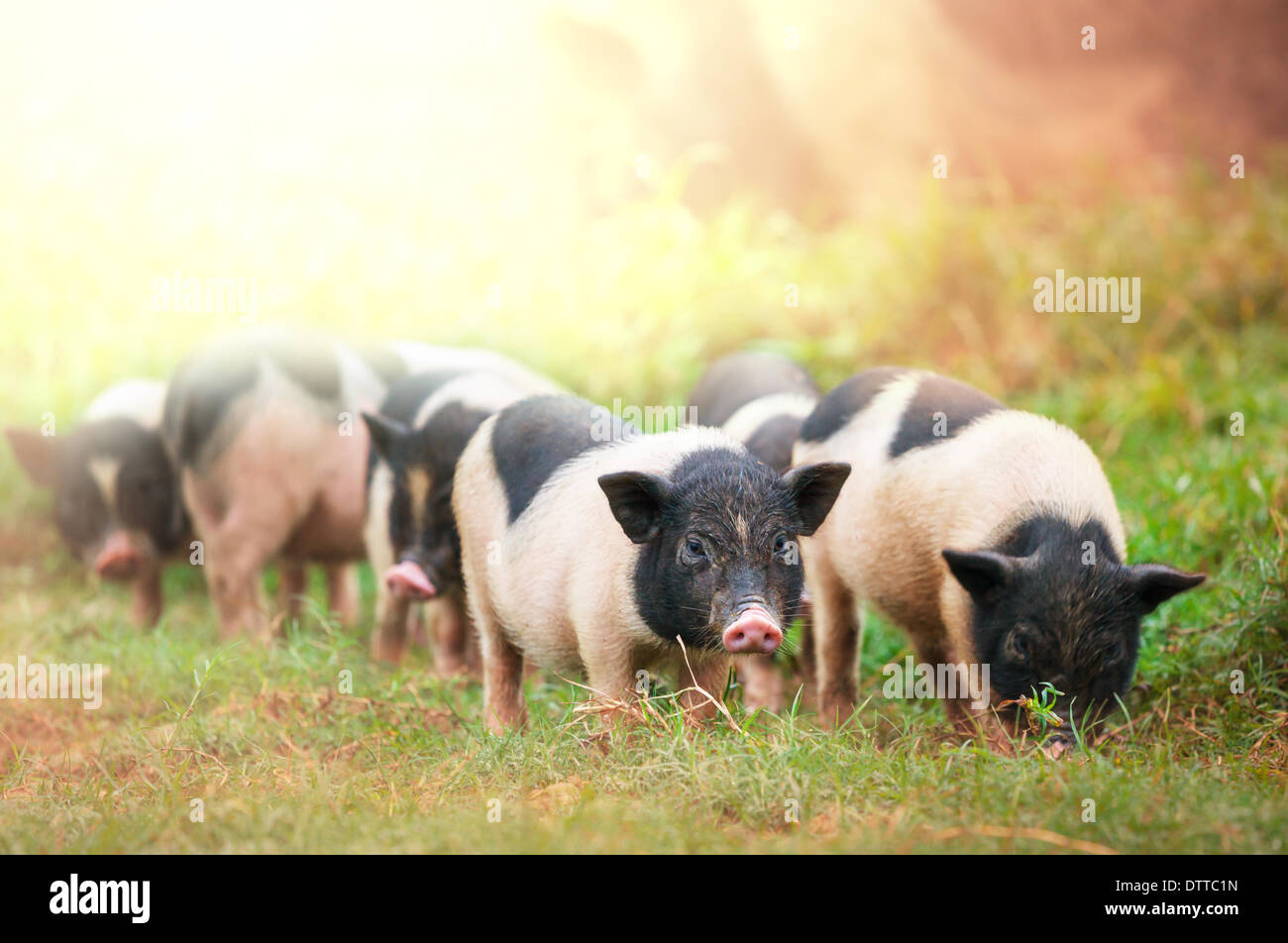 Vietnam pig farm hi-res stock photography and images - Alamy