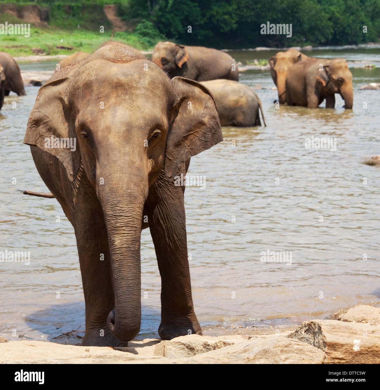 Elephant sri lanka hi-res stock photography and images - Alamy