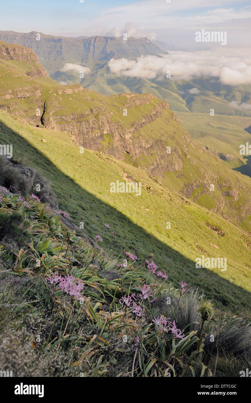 Slope with flowers in the Drakensberg Mountains, uKhuhlamba Drakensberg, Free State, South Africa Stock Photo