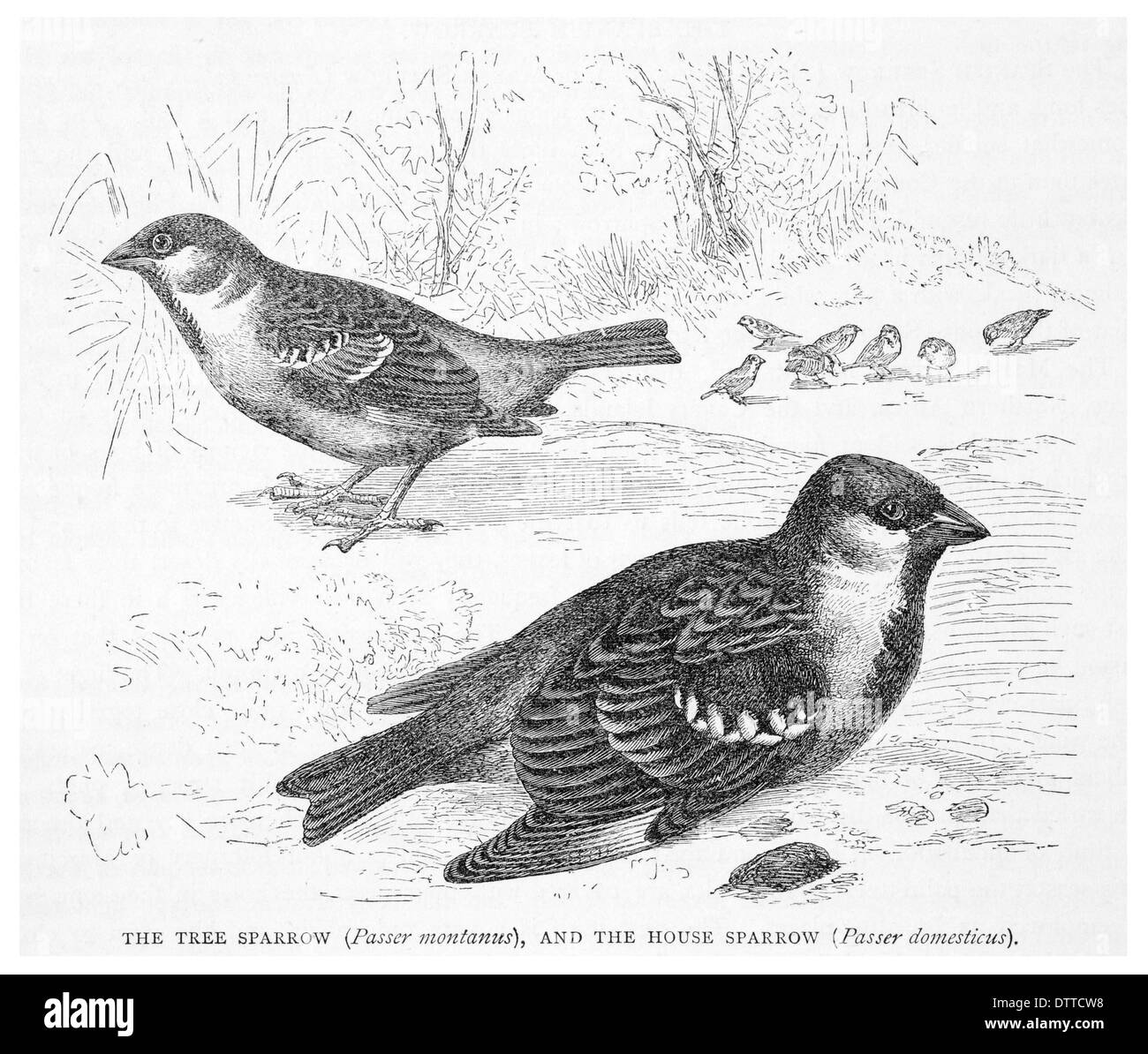 Tree sparrow Passer montanus and House Sparrow Passer domesticus Stock Photo