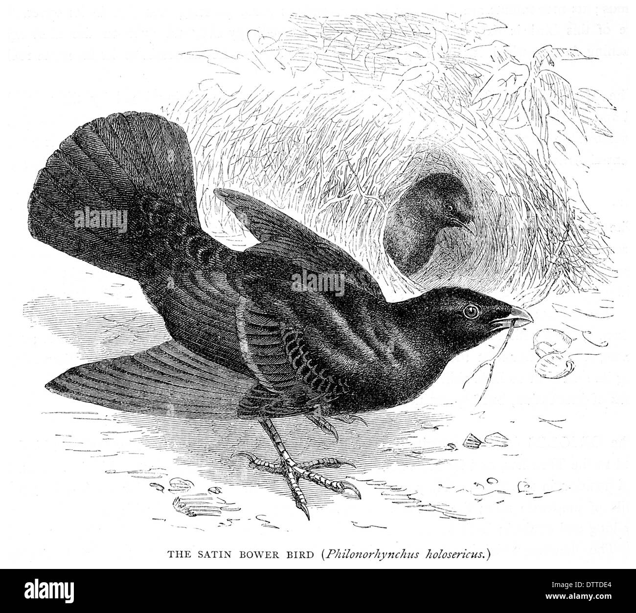 Bower bird eggs hires stock photography and images Alamy