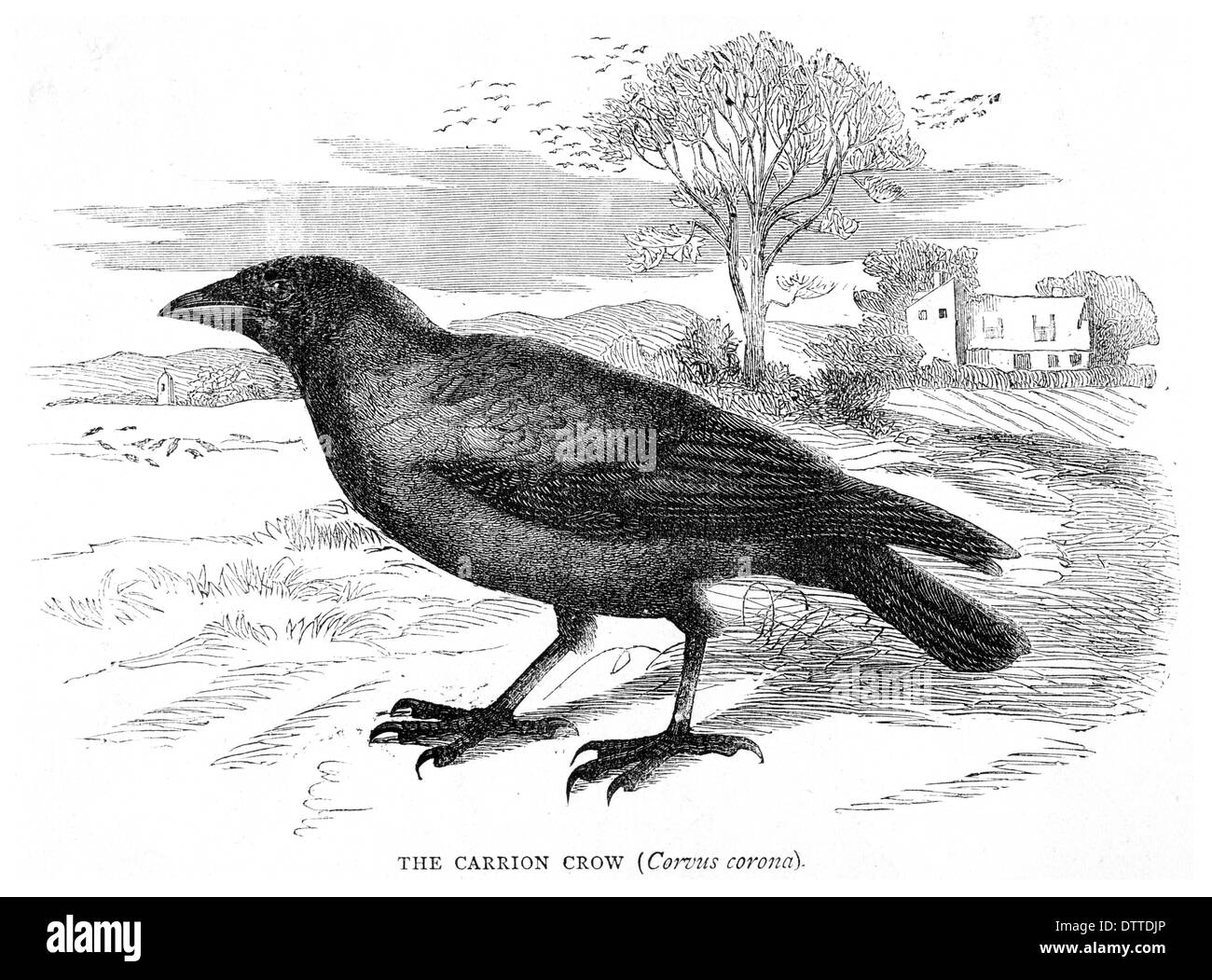Crow head Cut Out Stock Images & Pictures - Alamy