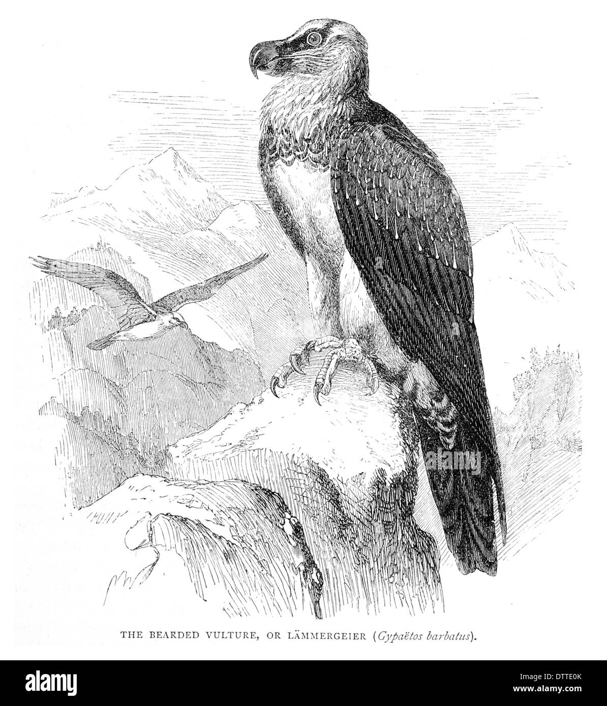 Lammergeier Black and White Stock Photos & Images - Alamy