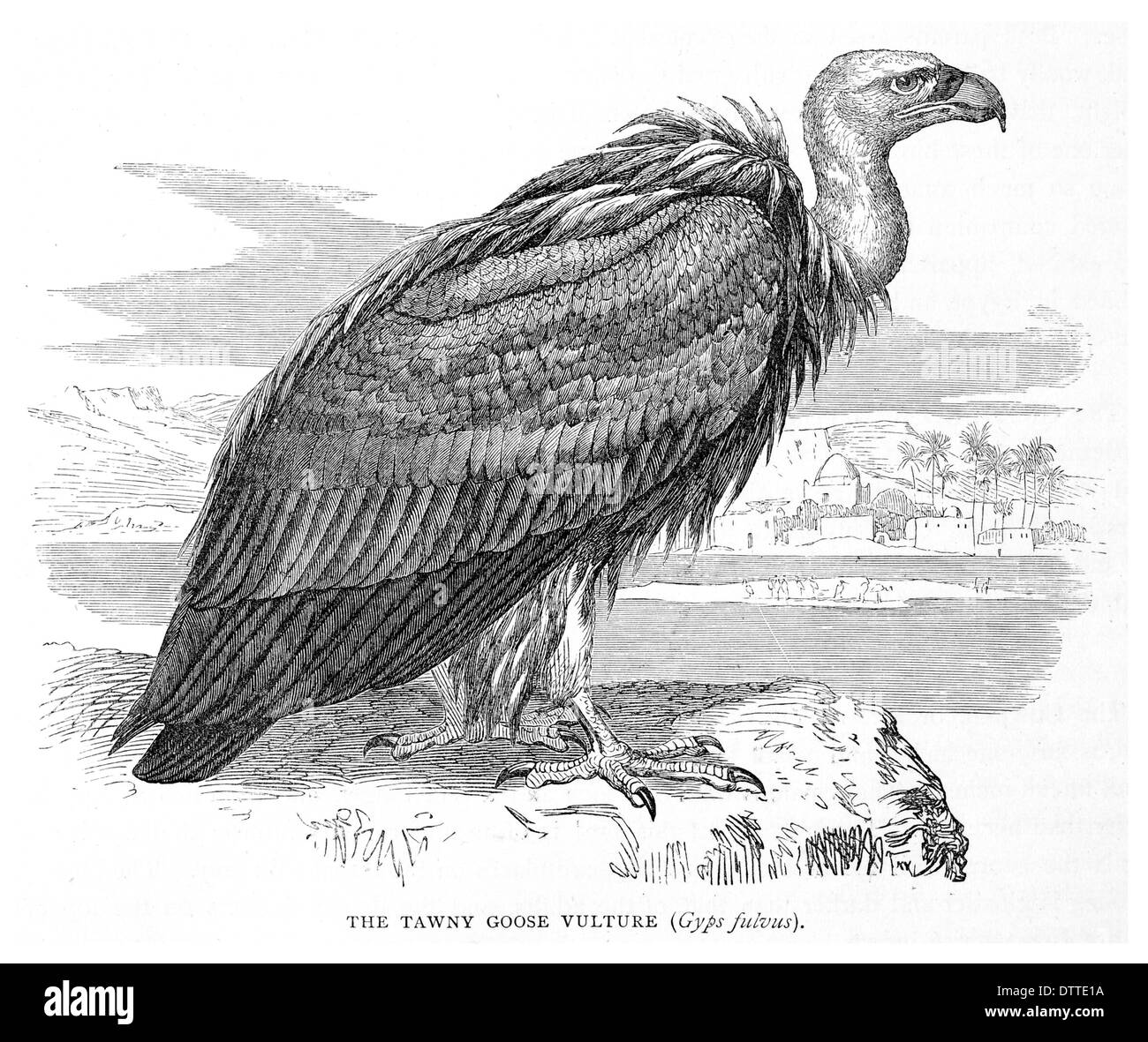 Tawny Goose Vulture Gyps fulvus Stock Photo