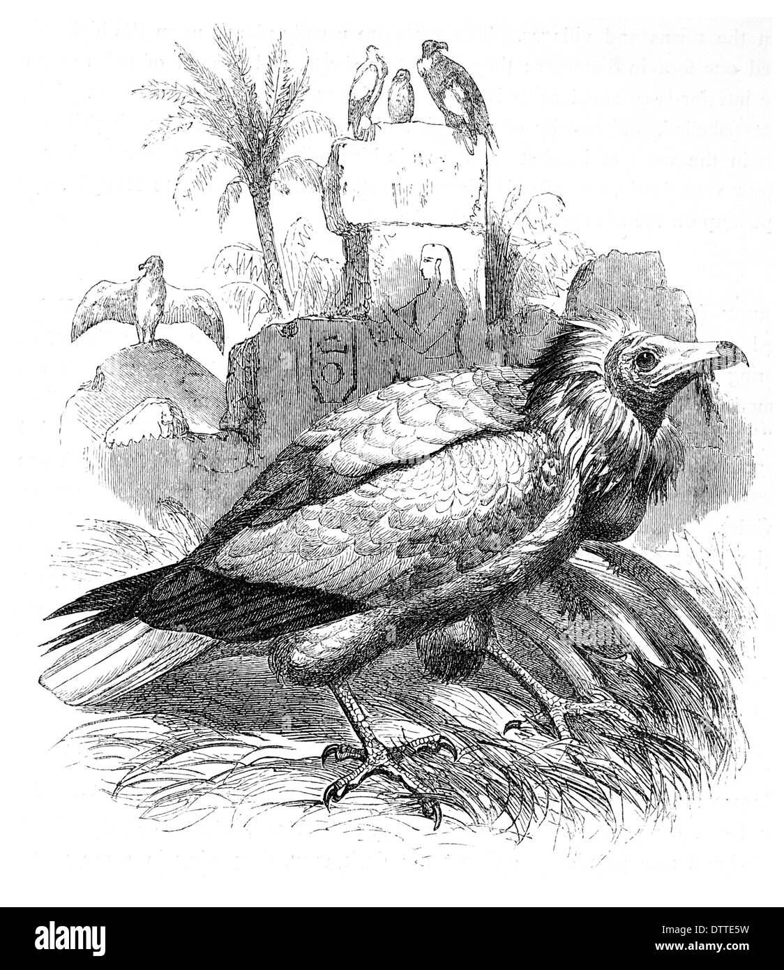 Scavenger or Egyptian Vulture Perenopterus stercorarius or Neophron Perenopterus Stock Photo