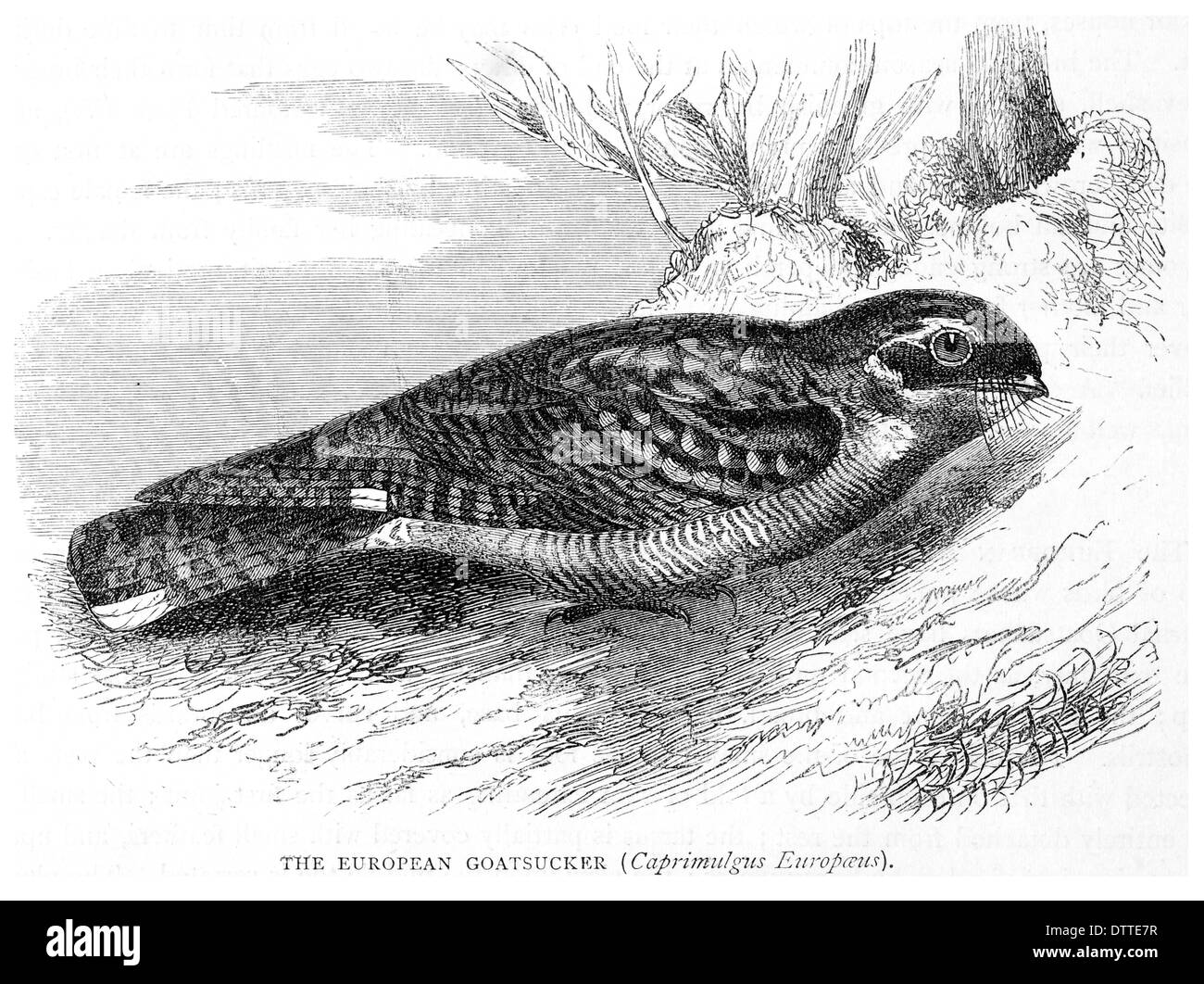 Goatsucker hi-res stock photography and images - Alamy