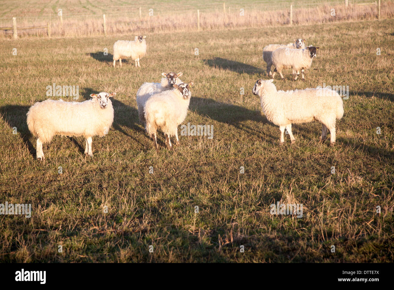 Flock of sheep grazing on drained marshland fields at Gedgrave, Suffolk
