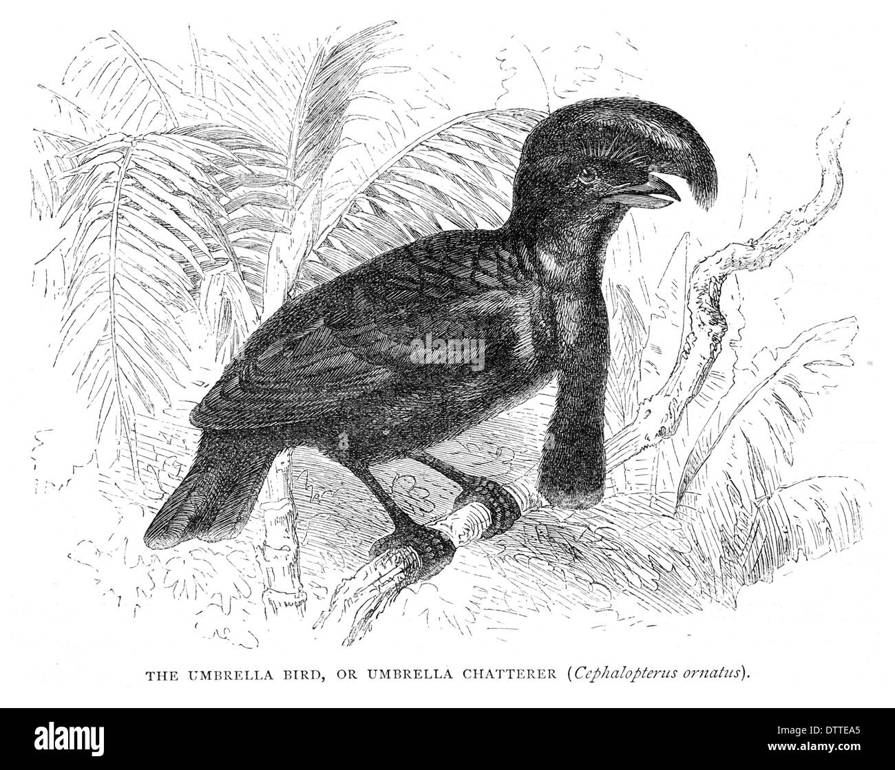 Umbrella Bird, or Chatterer Cephalopterus ornatus Stock Photo