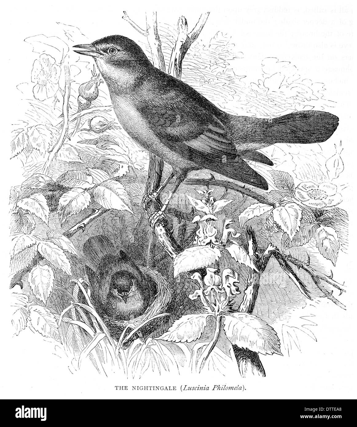 Nightingale  ClipArt ETC