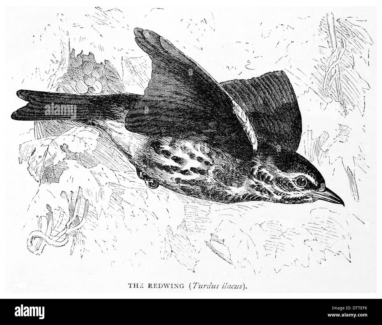 Redwing Turdus ilacus Stock Photo Alamy