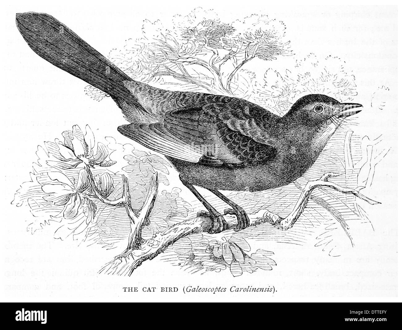 Cat Bird Galeoscoptes Carolinensis Stock Photo