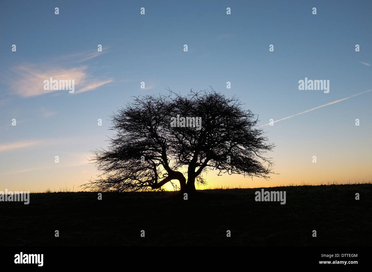 Twisted oak tree silhouette against Winter evening sky. Butser Hill, Hampshire UK Stock Photo