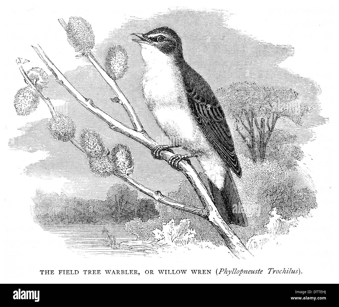 Field Tree Warbler or Willow Wren Phyllopneuste Trochilus Stock Photo
