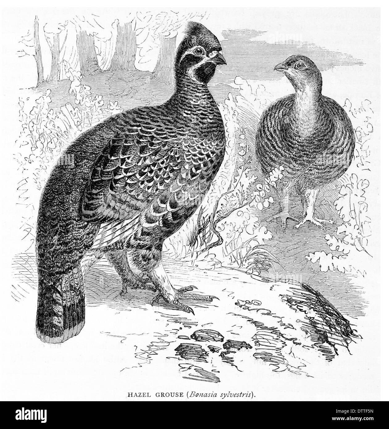 Hazel Grouse Bonasia sylvestris Stock Photo