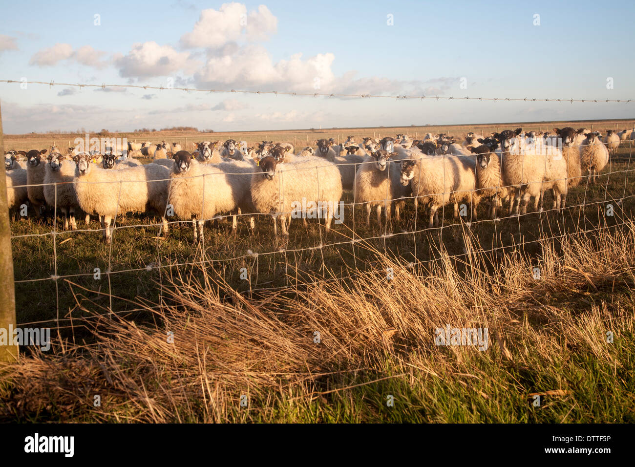 Flock of sheep grazing on drained marshland fields at Gedgrave, Suffolk