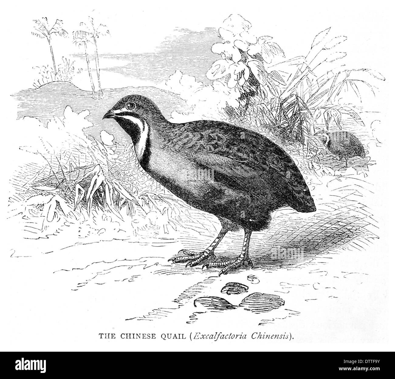 Chinese Quail Excalfactoria Chinensis Stock Photo