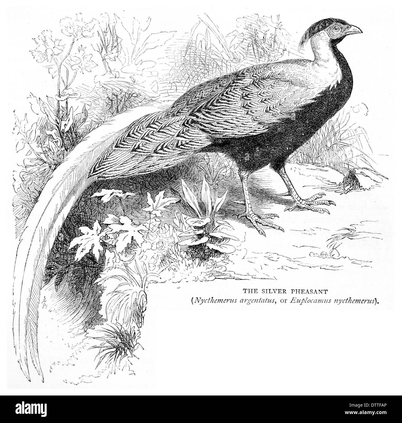 Silver Pheasant Nythemerus argentatus Euplocamus nycthemerus Stock Photo