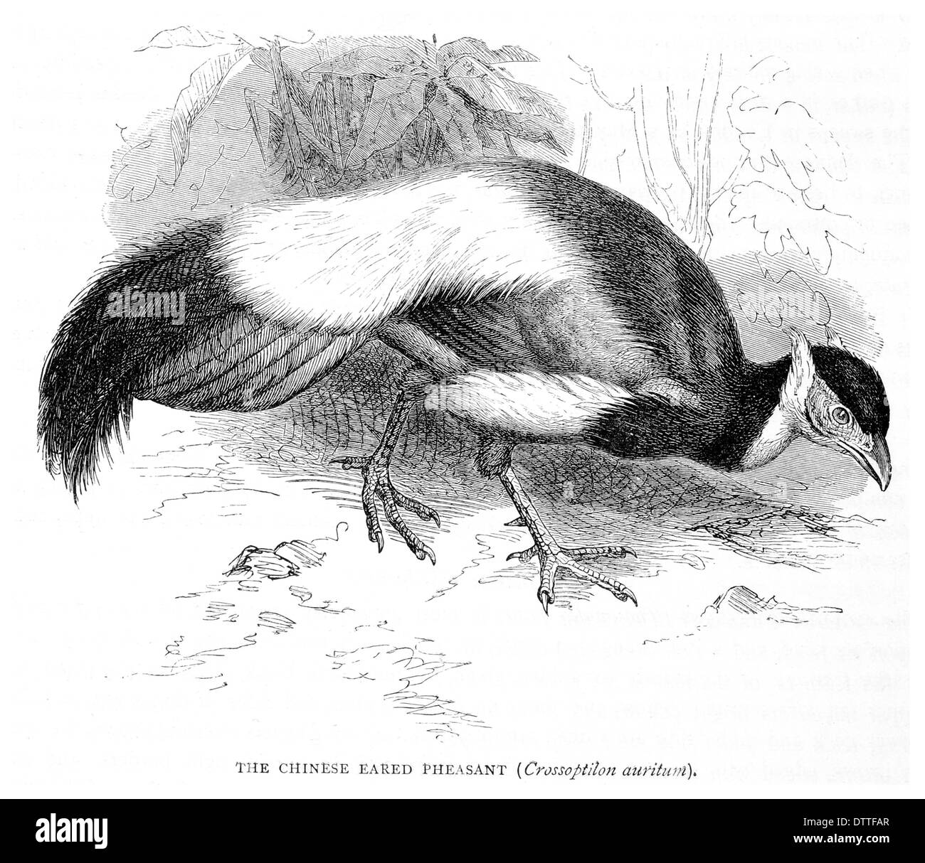 Chinese Eared Pheasant Crossoptilon auritum Stock Photo