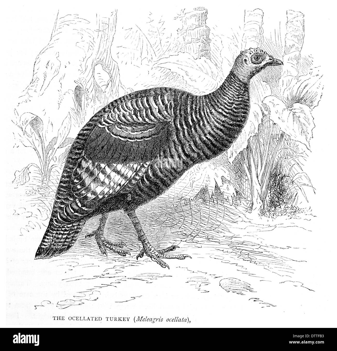 Ocellated Turkey Meleagris ocellata Stock Photo