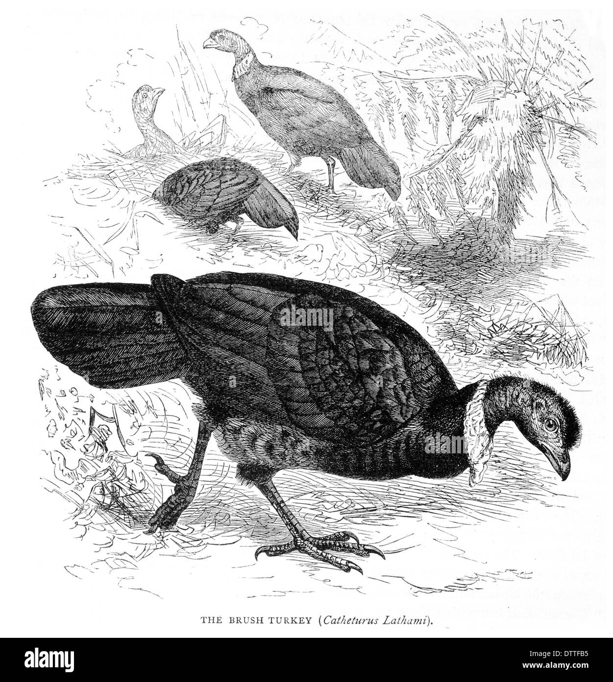 Turkey bird drawing Black and White Stock Photos & Images - Alamy