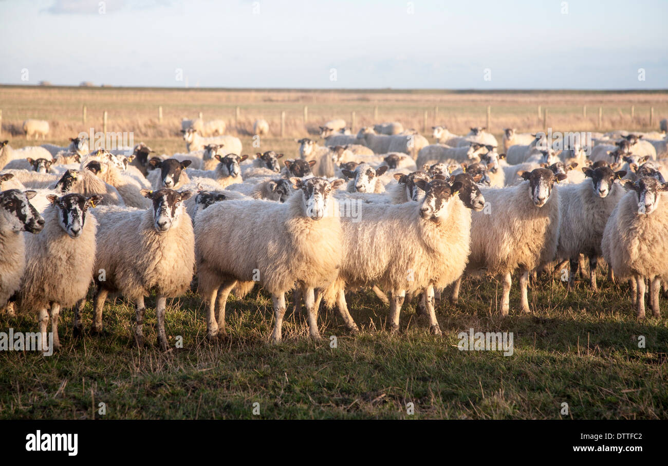 Flock of sheep grazing on drained marshland fields at Gedgrave, Suffolk