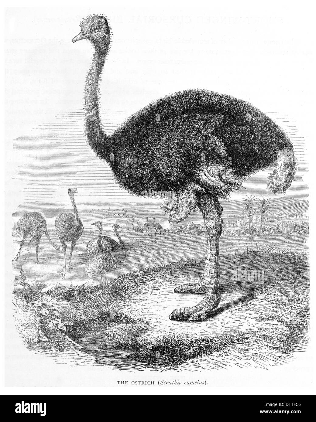 Ostrich Struthio camelus Stock Photo
