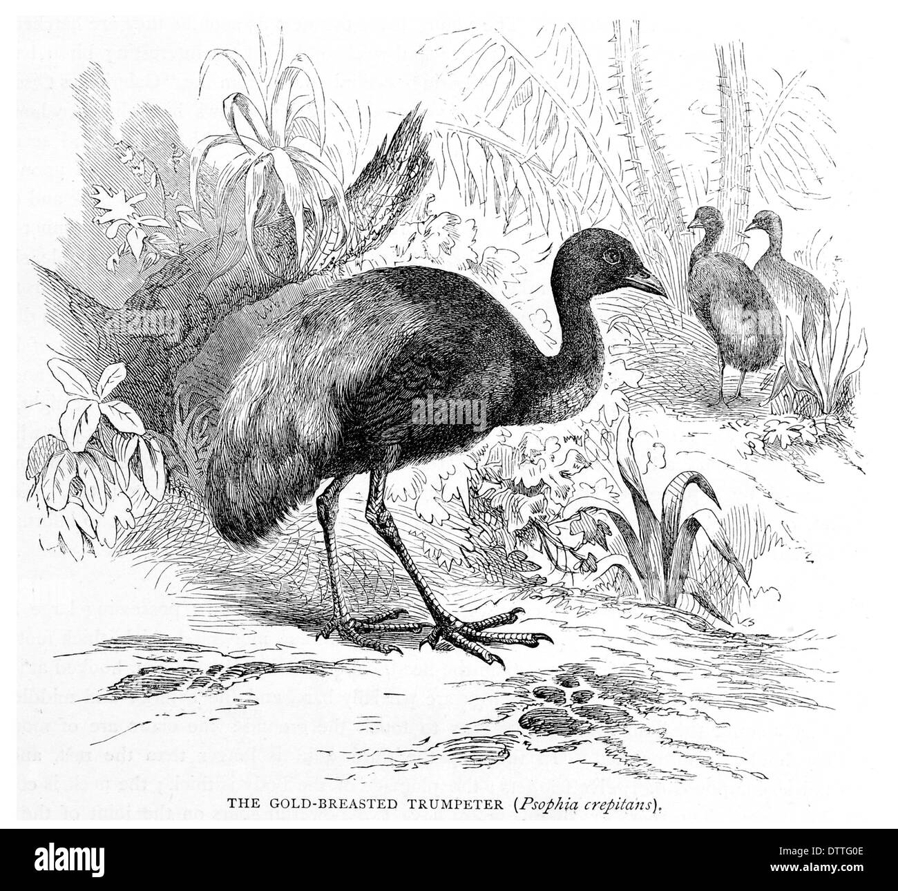 Gold Breasted Trumpeter Psophia crepitans Stock Photo Alamy