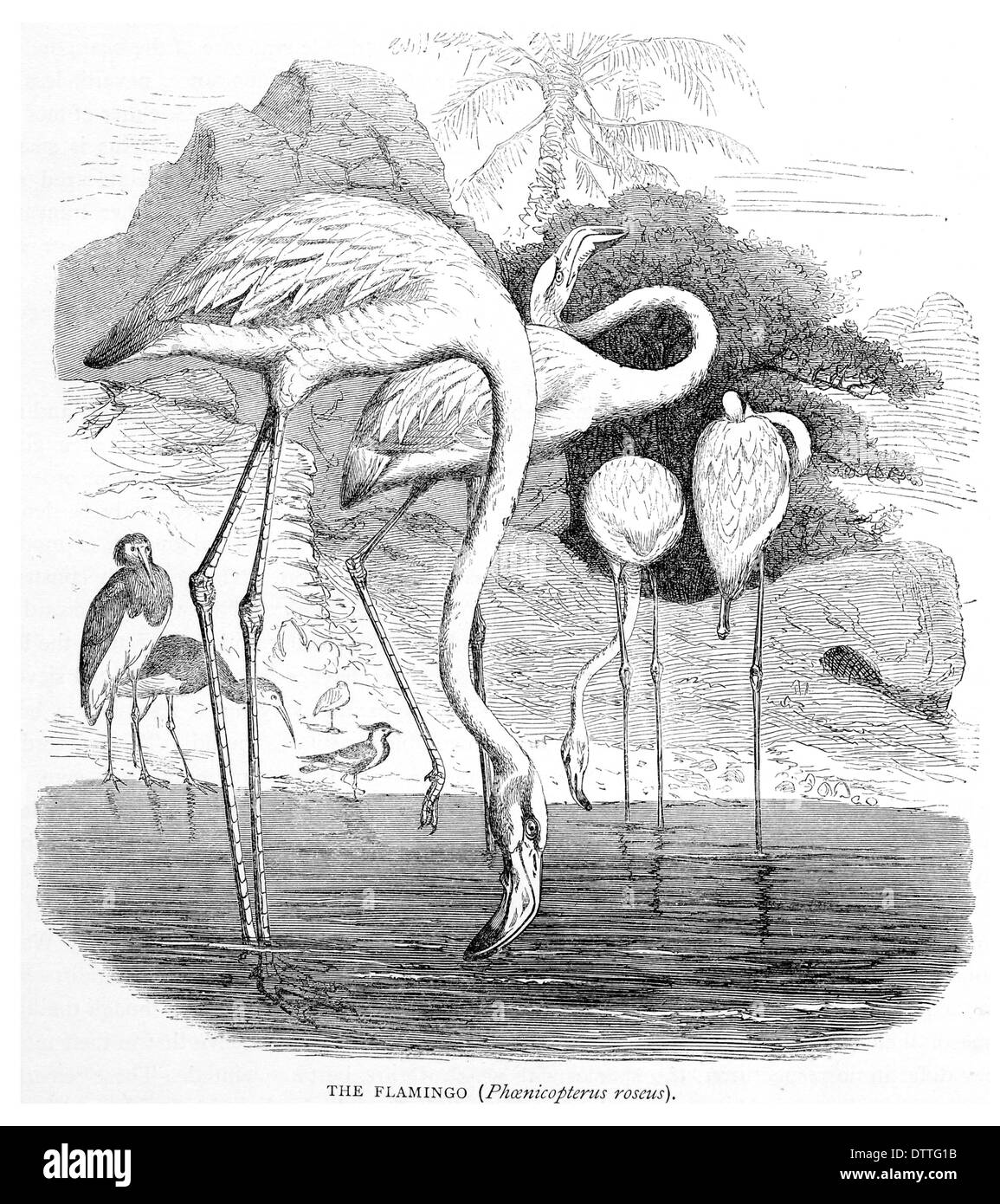 Flamingo Phoenicopterus roseus Stock Photo
