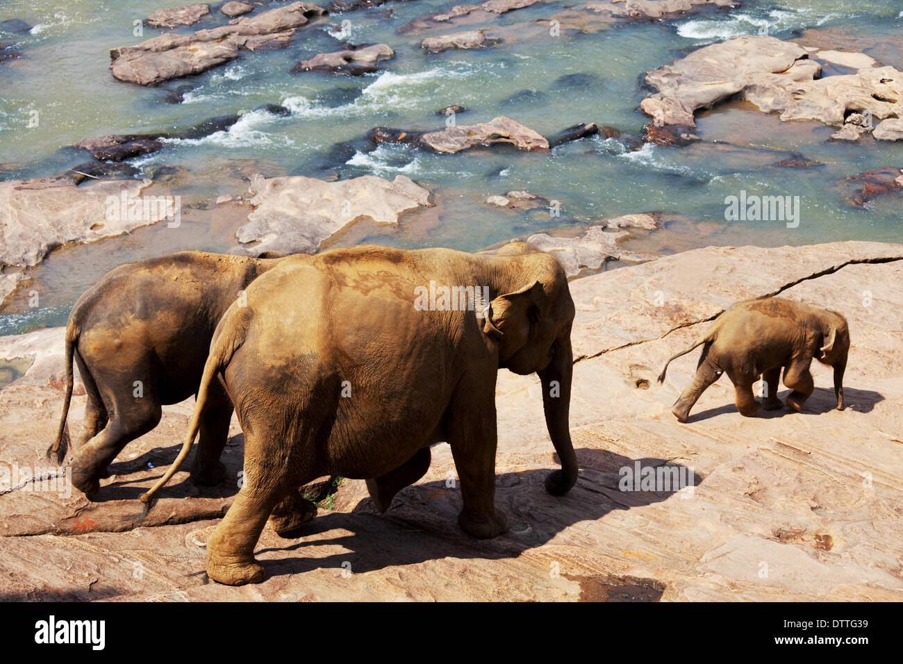 Elephants on sri lanka hi-res stock photography and images - Alamy